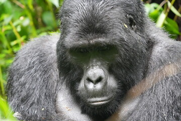 close up and portrait of a silverback gorilla in bwindi impenetrable forest uganda, face shot
