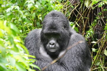 Obraz premium close up and portrait of a silverback gorilla in bwindi impenetrable forest uganda, face shot