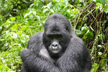 close up and portrait of a silverback gorilla in bwindi impenetrable forest uganda, face shot