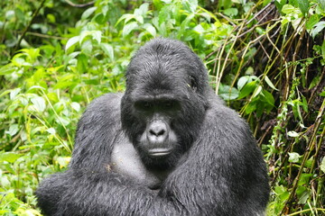 close up and portrait of a silverback gorilla in bwindi impenetrable forest uganda, face shot