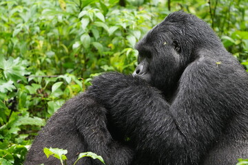 Silverback Mountain Gorilla Grooming an Injured Female in Bwindi Impenetrable Forest, Uganda