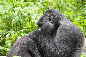 Silverback Mountain Gorilla Grooming an Injured Female in Bwindi Impenetrable Forest, Uganda