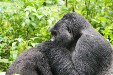 Silverback Mountain Gorilla Grooming an Injured Female in Bwindi Impenetrable Forest, Uganda