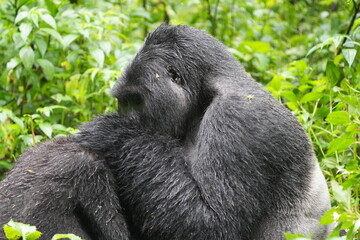 Obraz premium Silverback Mountain Gorilla Grooming an Injured Female in Bwindi Impenetrable Forest, Uganda