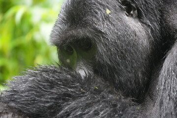 Obraz premium Silverback Mountain Gorilla Grooming an Injured Female in Bwindi Impenetrable Forest, Uganda