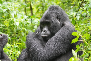 portrait of a silverback gorilla in the cold rainforest of bwindi national park uganda