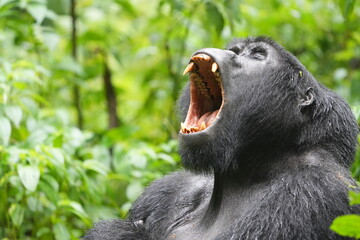 Silverback Gorilla Yawning in Rainforest – Bwindi Impenetrable National Park, Uganda © Soaps
