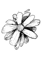 hand drawn flower