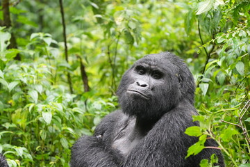 A silverback mountain gorilla (Gorilla beringei) with dark black fur and strong build, sitting calmly among bright green rainforest vegetation in Bwindi Impenetrable Forest, Uganda.