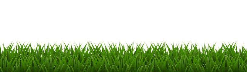 Fototapeta premium green grass isolated on white