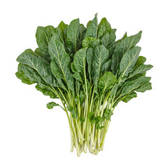Fresh and tender komatsuna greens with delicate dark green leaves isolated on a white background perfect for healthy eating concepts