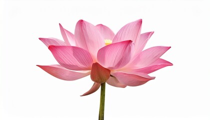 Fototapeta premium pink lotus flower isolated on white background file with clipping path