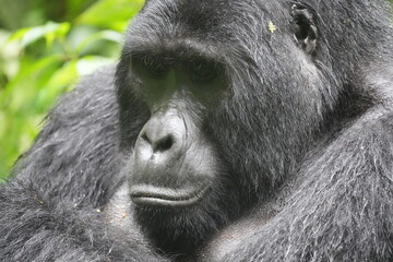 Obraz premium portrait of a silverback mountain gorilla (silver back) in bwindi national park tanzania, close up, angry and intense 