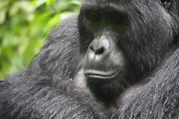 portrait of a silverback mountain gorilla (silver back) in bwindi national park tanzania, close up, angry and intense 