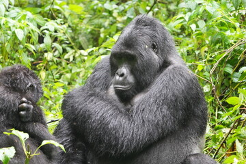 Naklejka premium Silverback Gorilla in Dense Jungle – Bwindi Impenetrable Forest, Uganda