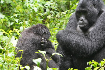 Silverback Gorilla in Dense Jungle – Bwindi Impenetrable Forest, Uganda