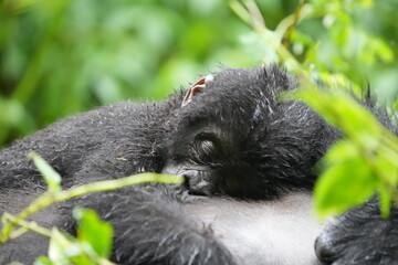 Obraz premium portrait of a baby gorilla sleeping on the tummy of its mother - mountain gorilla baby, bwindi impenetrable forest, uganda, close up and wallpaper
