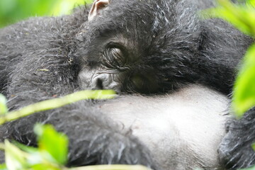 portrait of a baby gorilla sleeping on the tummy of its mother - mountain gorilla baby, bwindi impenetrable forest, uganda, close up and wallpaper