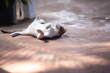 A handsome cat is walking on the terrace outdoor