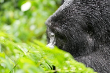 Silverback Gorilla Portrait – Bwindi Impenetrable Forest, Uganda