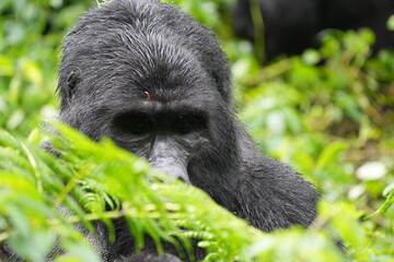 Obraz premium close up portrait of a silverback mountain gorilla in bwindi impenetrable forest, uganda, hiding behind foliage - alpha 