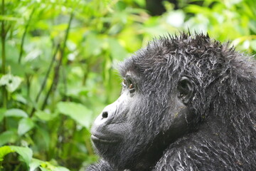 side portrait of an ugandan mountain gorilla in the bwindi national park / bwindi impenetrable...