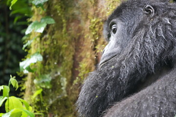 side portrait of an ugandan mountain gorilla in the bwindi national park / bwindi impenetrable...