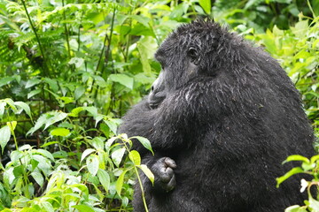 cold and wet female mountain gorilla hugging herself after a rainstorm, bwindi impenetrable forest...