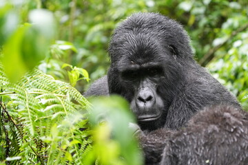 Obraz premium portrait of a silverback mountain gorilla in bwindi impenetrable forest uganda. Stare in camera. 