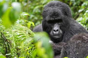 portrait of a silverback mountain gorilla in bwindi impenetrable forest uganda. Stare in camera. 