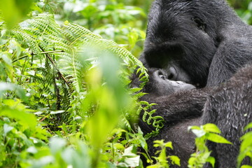 Female Gorilla Gazes Upward While Resting Beneath Silverback in Bwindi Forest, Uganda