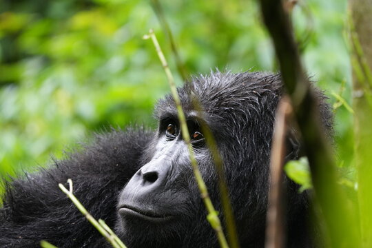 Portrait of a mountain gorilla (Gorilla beringei) with dark black fur and expressive eyes, resting among lush green vegetation in Bwindi Impenetrable Forest, Uganda.