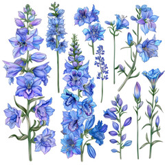 Blue Flower Collection, Realistic Botanical Watercolor Illustration