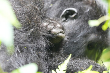 Detailed close-up of a gorilla (Gorilla beringei) showing its dark, textured hand and fur against a green jungle background in Bwindi Impenetrable Forest, Uganda.