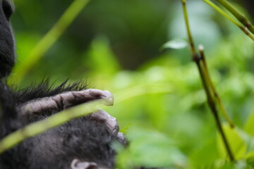 close up of the hand of a mountain gorilla - uganda - Bwindi Impenetrable Forest, wallpaper