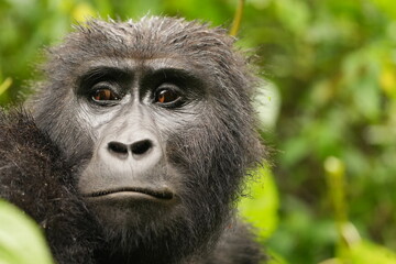 portrait of a smaller female gorilla in bwindi national park, uganda. Portrait headshot of ugandan mountain gorilla