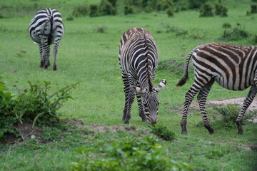 portrait of zebra and zebras in lake mburo national park uganda