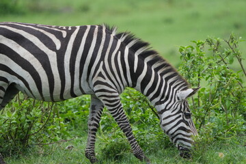 Obraz premium zebra eating grass