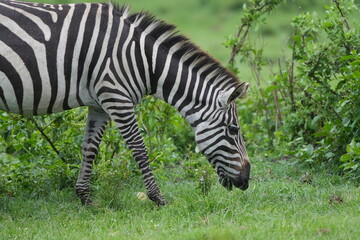 zebra eating grass in lake mburo national park portrait