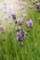Obraz premium Honey bee on a lavender flower backlight sun