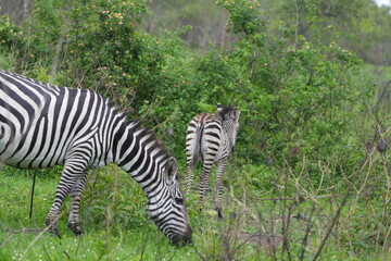 zebra grazing in the lake mburo national park in uganda