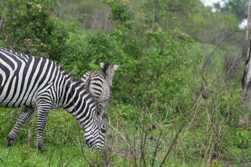 zebra grazing in the lake mburo national park in uganda