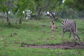 portrait of a baby zebra at lake mburo uganda