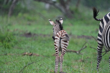 zebras grazing around lake mburo uganda safari national park zebra - baby zebra walking away from...