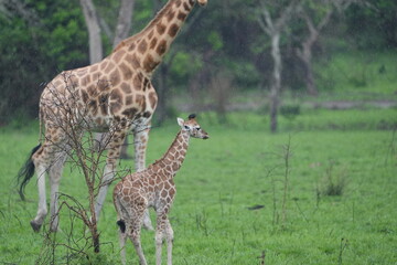 Obraz premium baby giraffe standing next to its parent in lake mburo national park uganda