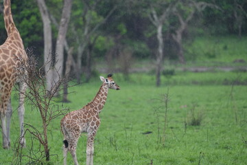 portrait of a baby giraffe lake mburo uganda
