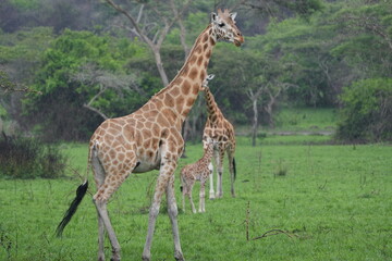 baby giraffe standing next to its parent in lake mburo national park uganda
