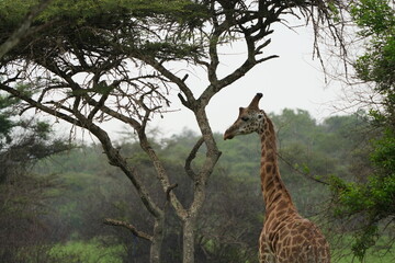 Giraffe Among Acacias – Portrait from Lake Mburo National Park, Uganda
