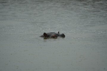 hippopotamus swimming in the water, lake mburo, uganda