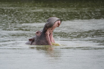 hippopotamus in water, mouth open, lake mburo national park uganda